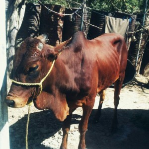 12642871_1724876844465803_998560563686167048_n