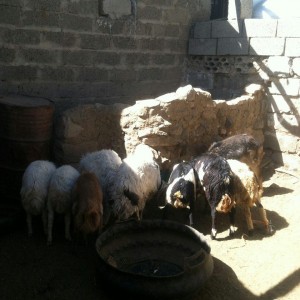 12651050_1724876817799139_1901123596173884716_n