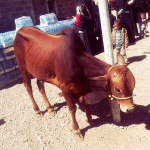 12705423_1724876831132471_410699026743629238_n