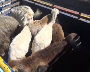 12714392_247480618917083_65433149_n