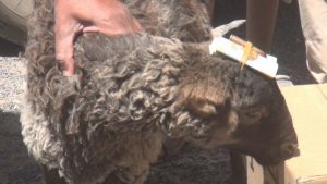 12809930_255751041423374_1998678581_o