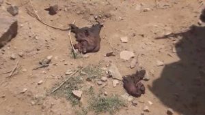 12921891_1100574319966058_1533016899_o