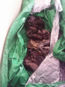 13487799_1791903404429813_984128538_n