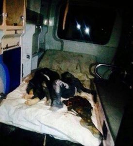 14450006_376392366081784_3261663417374717175_n