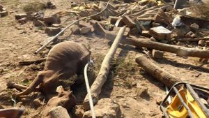 14501977_891190981014072_440526226_n